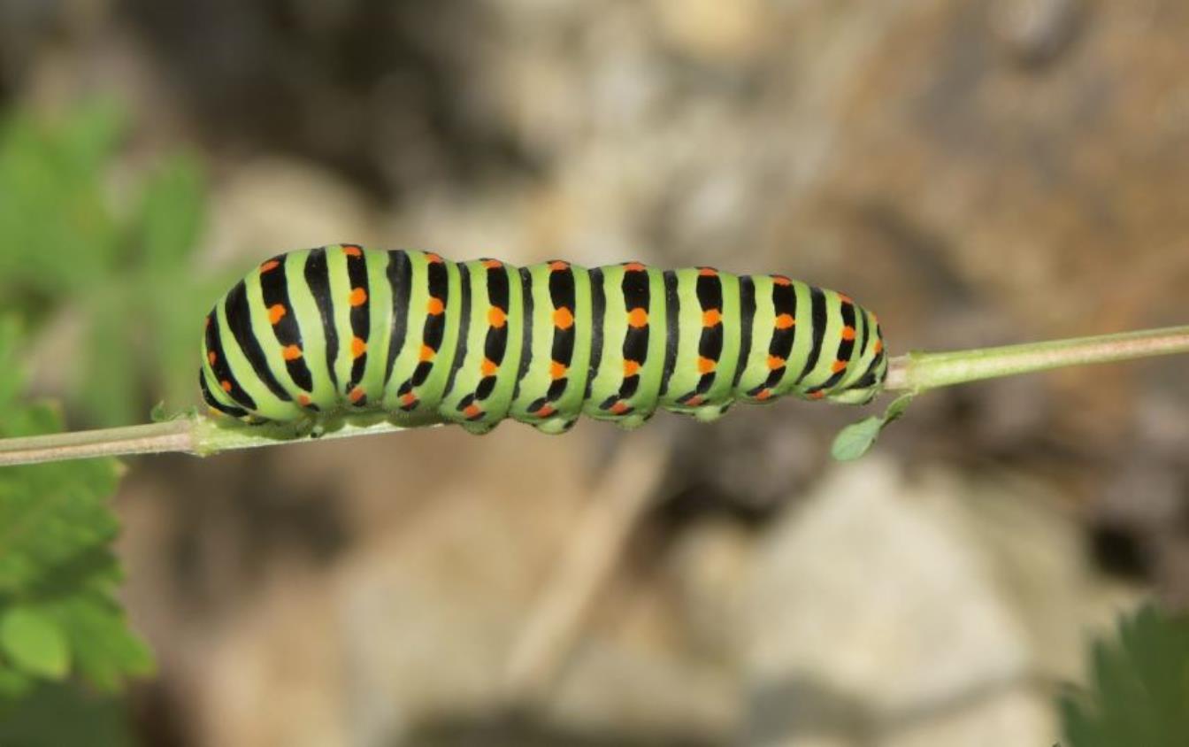Kindergarten, Schule