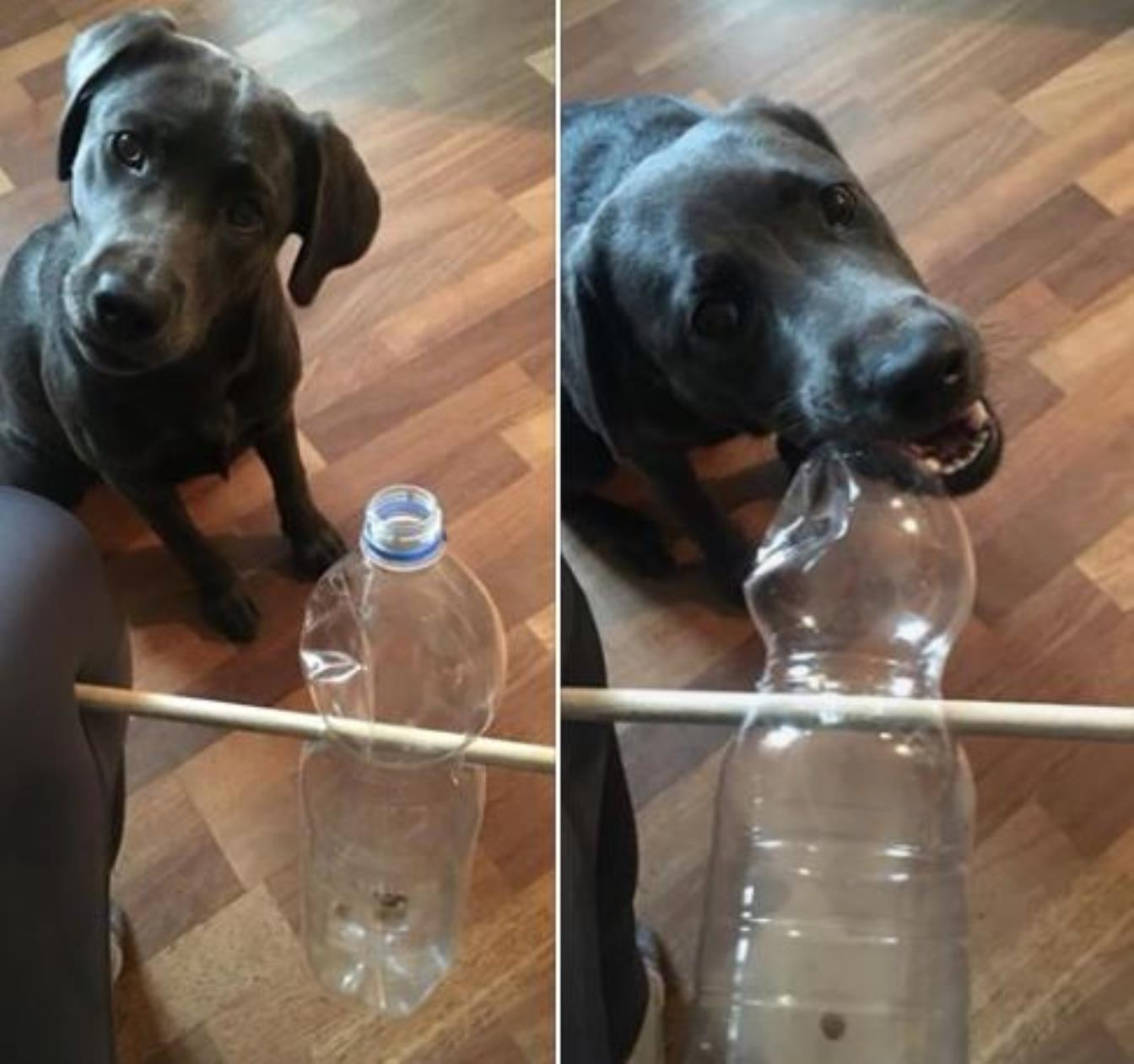 Bastelanleitung für ein lustiges Hunde.Denk.Spiel