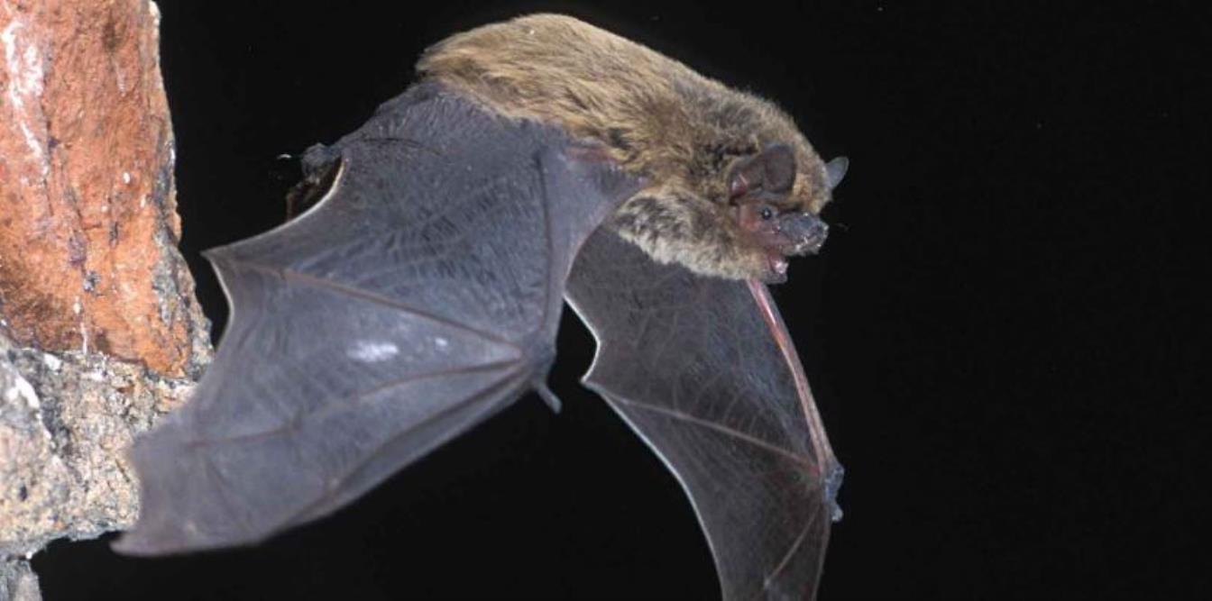 Folge 1: Fledermäuse  Länge des Podcast: gesamt: 8:44 min - Vereinfacht in zwei Teilen:  Teil 1: 5:28 min und Teil 2: 4:25 min