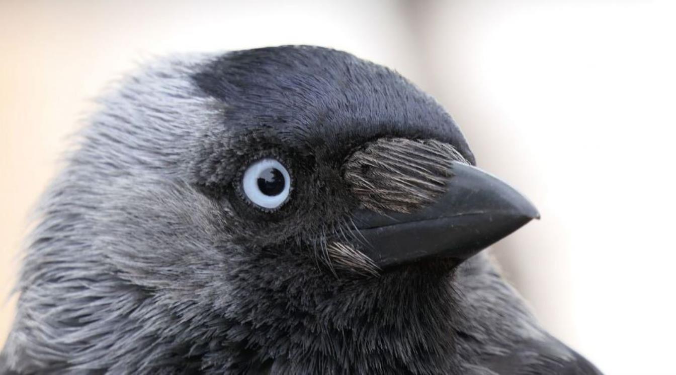 Der 2. Teil der beliebten Podcast-Reihe ist da und darf gehört werden :-)